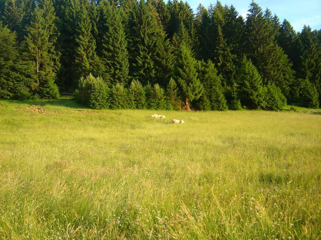 Rooms Danica Donji Babin Potok Kültér fotó